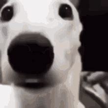 shaking dog gif|60+ Free Dog Shaking & Dog animated GIFs and Stickers